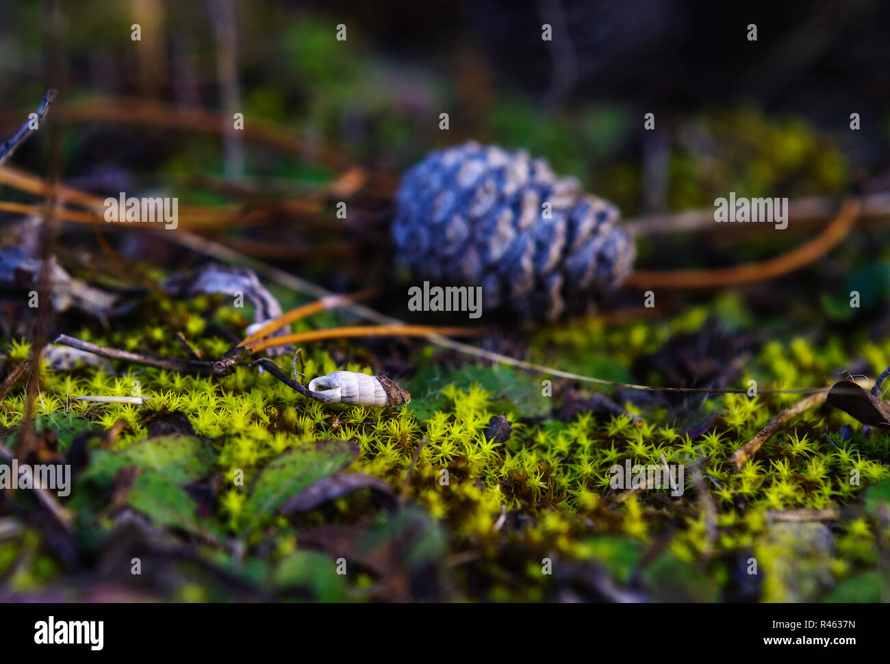 Macro image of the green moss on the forest ground Stock Photo