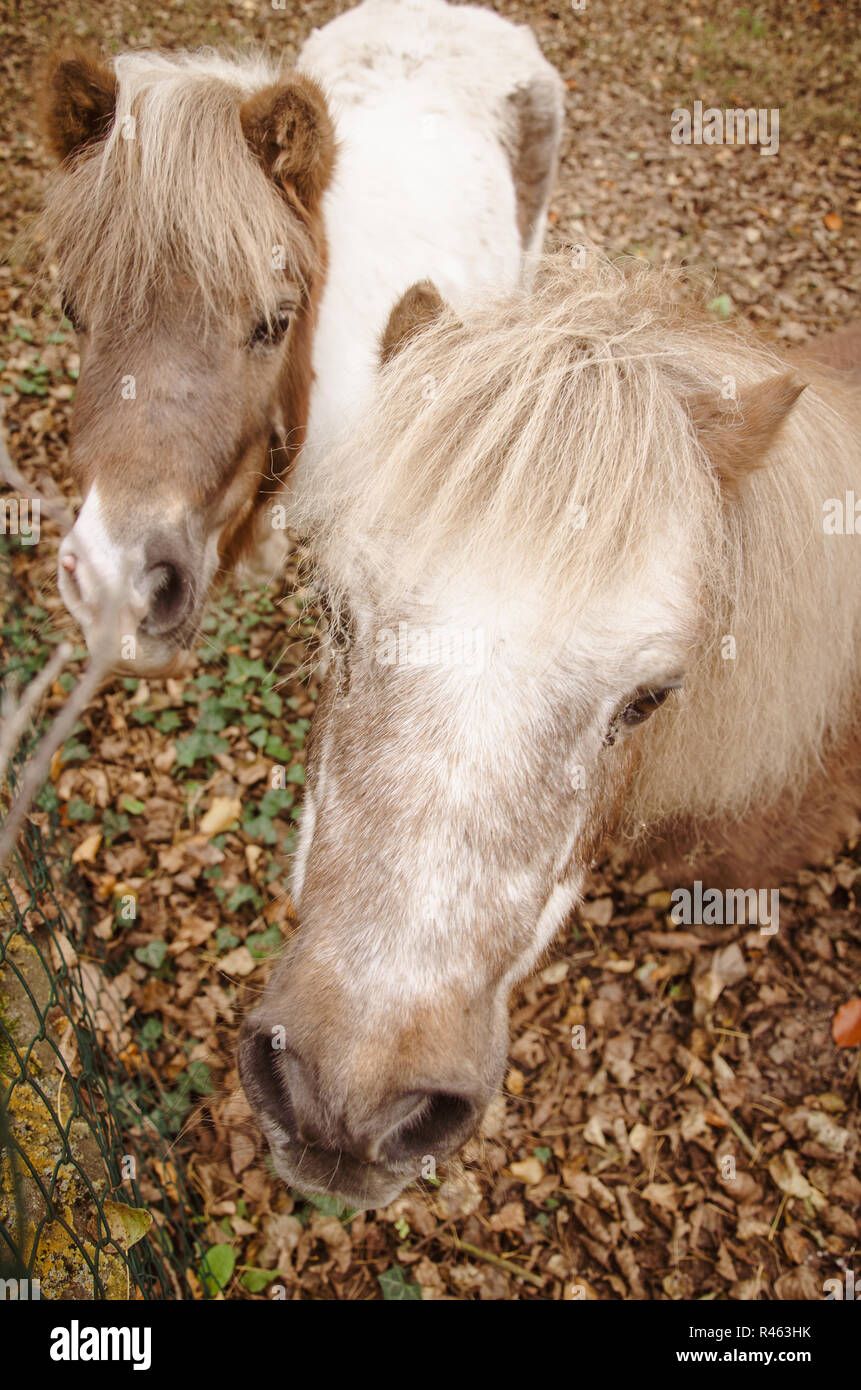 Two ponies, close-up, shetland pony heads with white tidy long cammed mane, hair, together looking up, angle from above, standing on a fallen yellow l Stock Photo