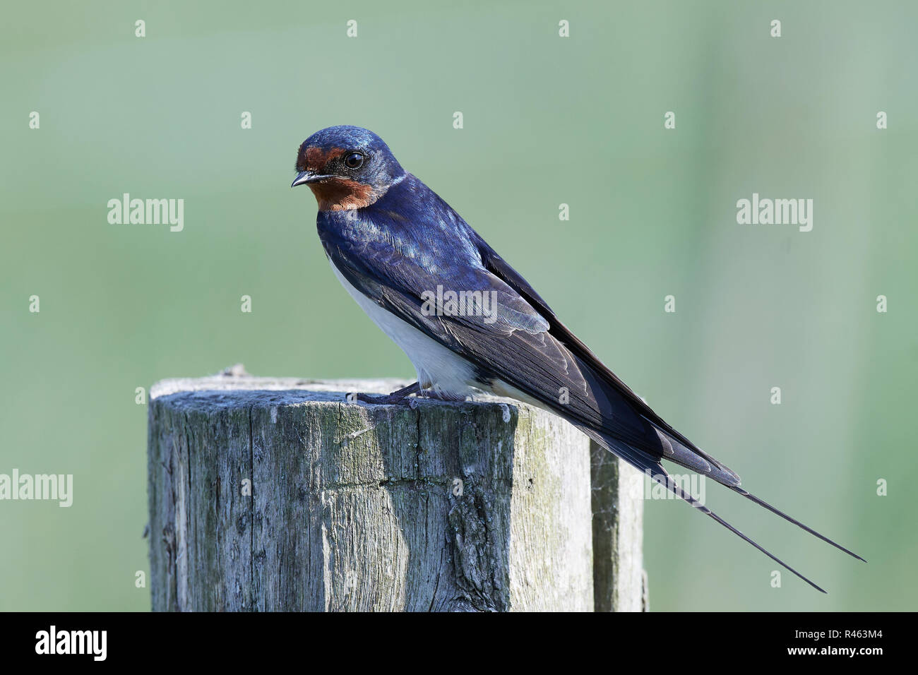 Barn Swallow In Its Natural Habitat In Denmark Stock Photo