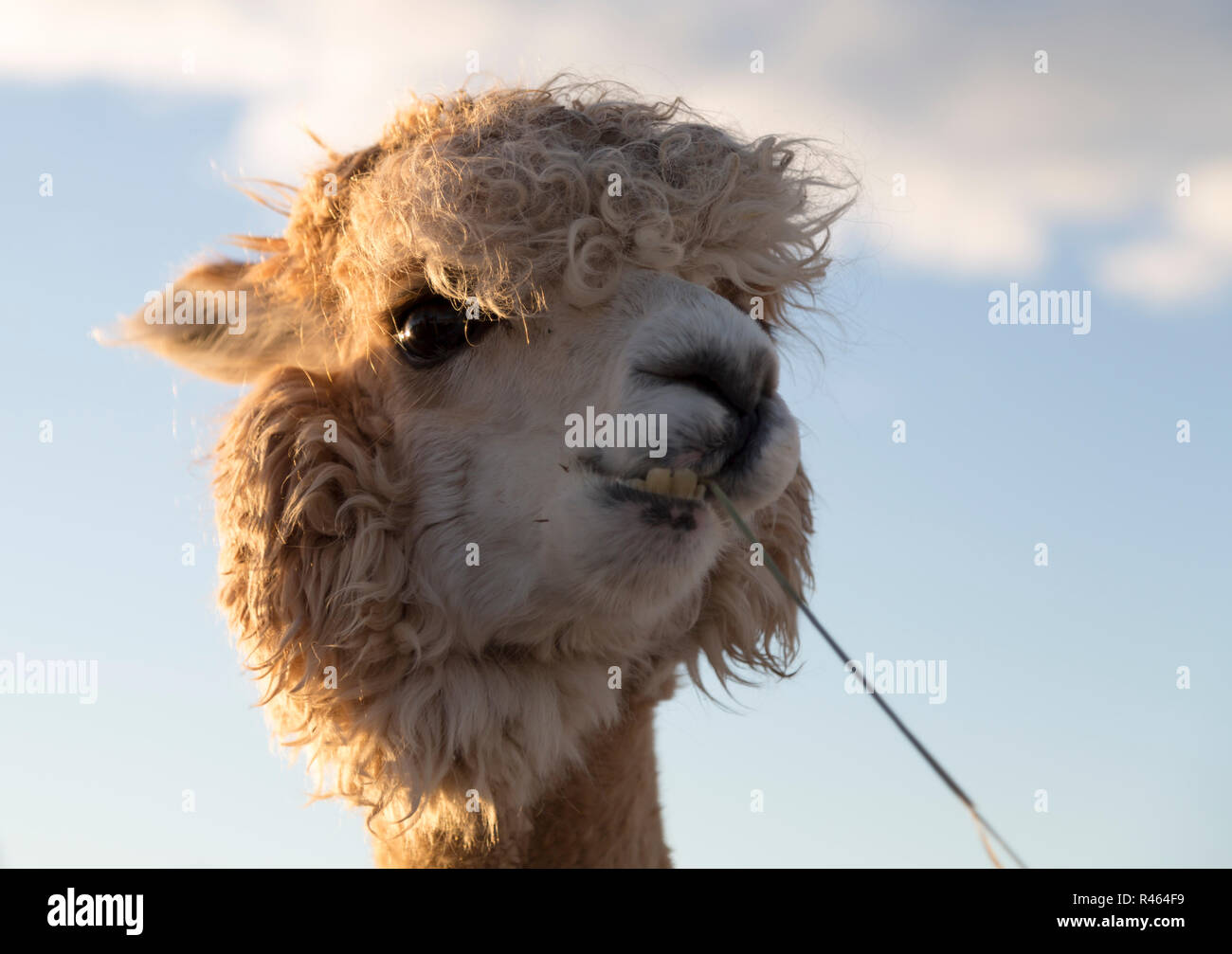White Alpaca Eating Grass Stock Photo Alamy