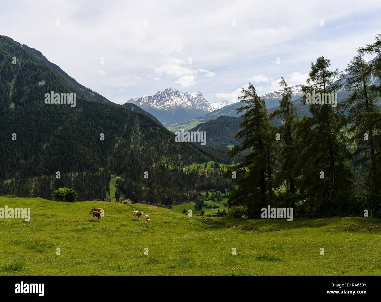 Mountain view with cows on a meadow in Swiss Alps Stock Photo