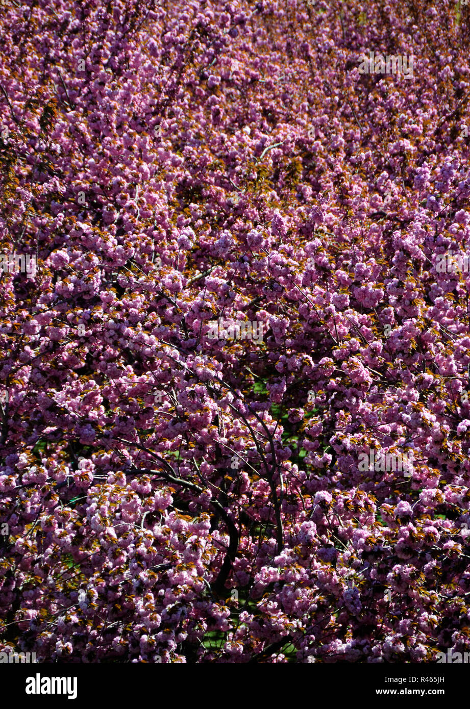 Brooklyn Tree Planting Hi-res Stock Photography And Images - Alamy