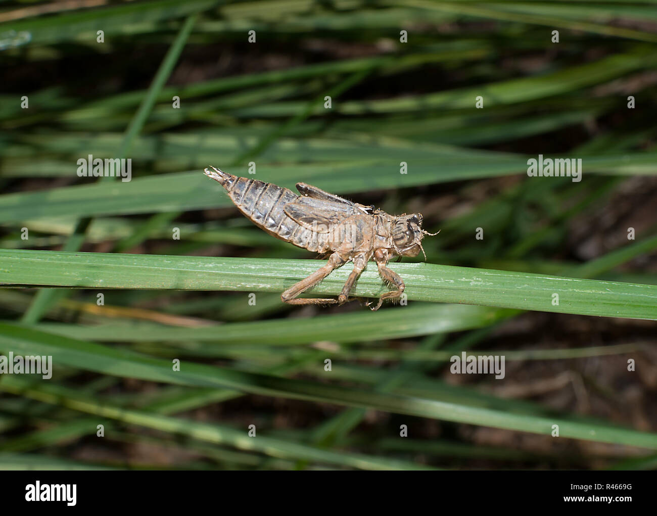 Dragonfly nymph pupa shell on a grass. Close up Stock Photo