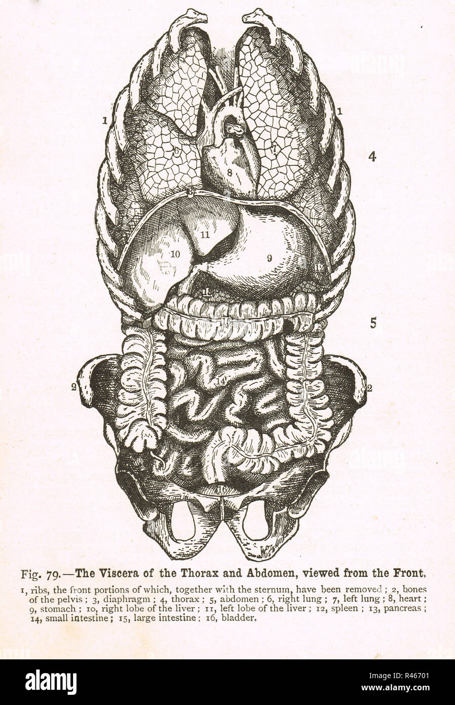 Viscera of the Thorax and Abdomen,viewed from the front.  A 19th century diagram Stock Photo