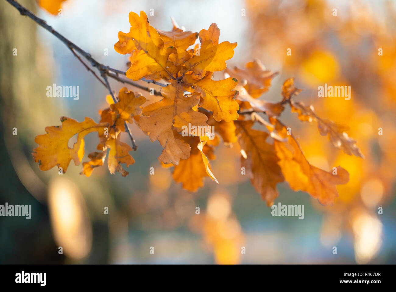 Tree branches with yellow autumn leaves Stock Photo