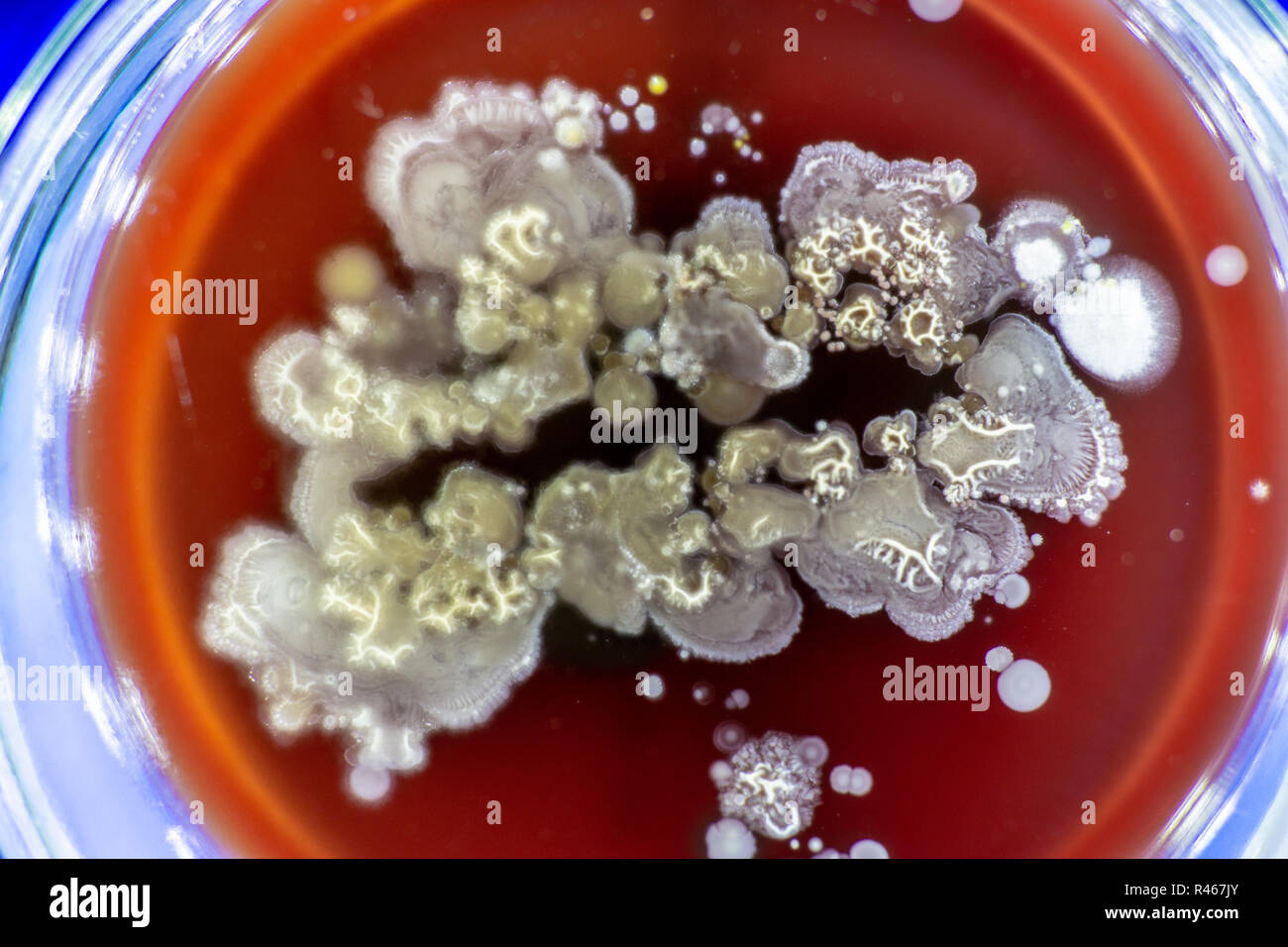 Mold in Petri dish Stock Photo Alamy