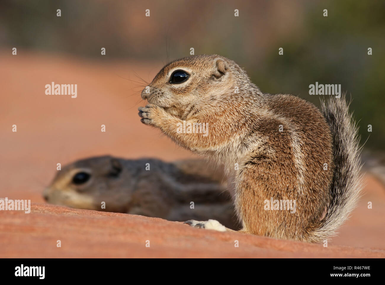 antelope ground squirrel - [ammospermophilus] Stock Photo