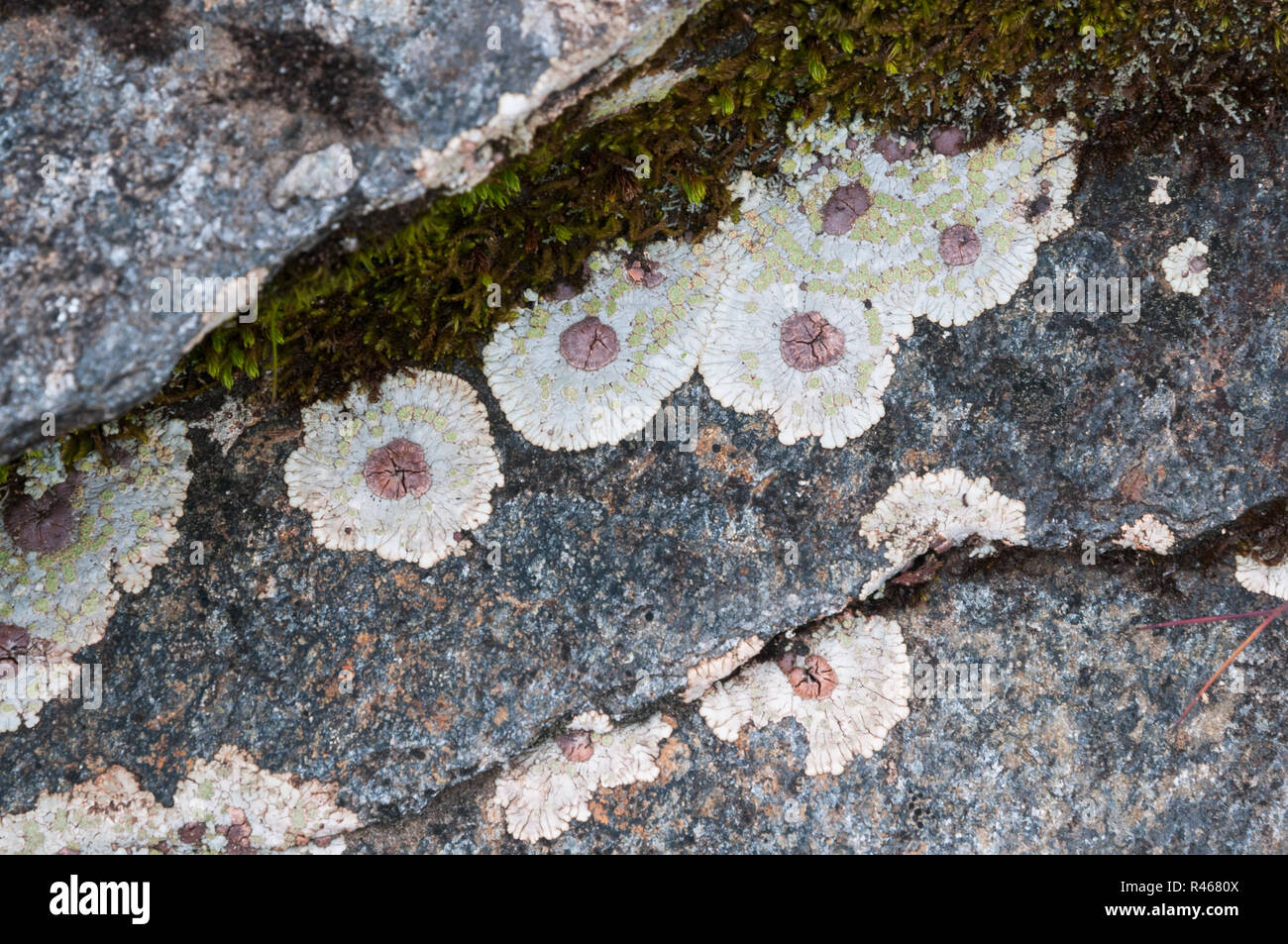 Bull's Eye lichen (Placopsis gelida) in the western Fannaichs, Scotland Stock Photo