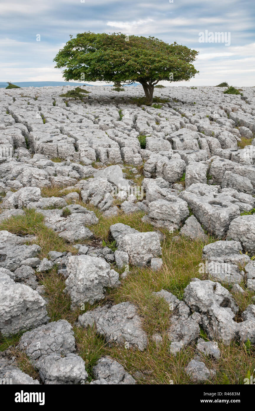 Oak tree growing in limestone pavement at Hutton Roof Crags Nature