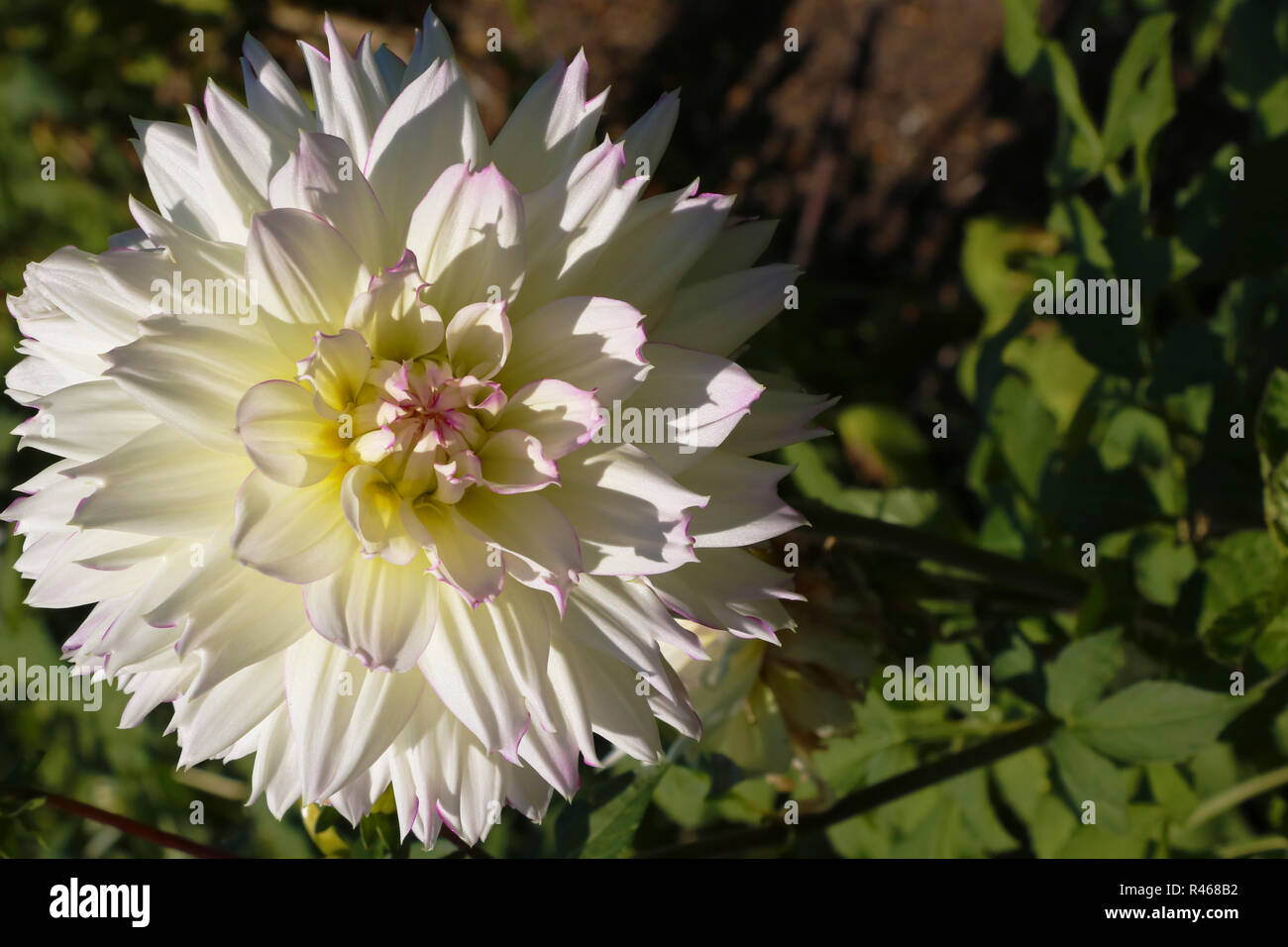 Dahlia cactus flower in the garden close up. Dahlia with creamy white petals Stock Photo