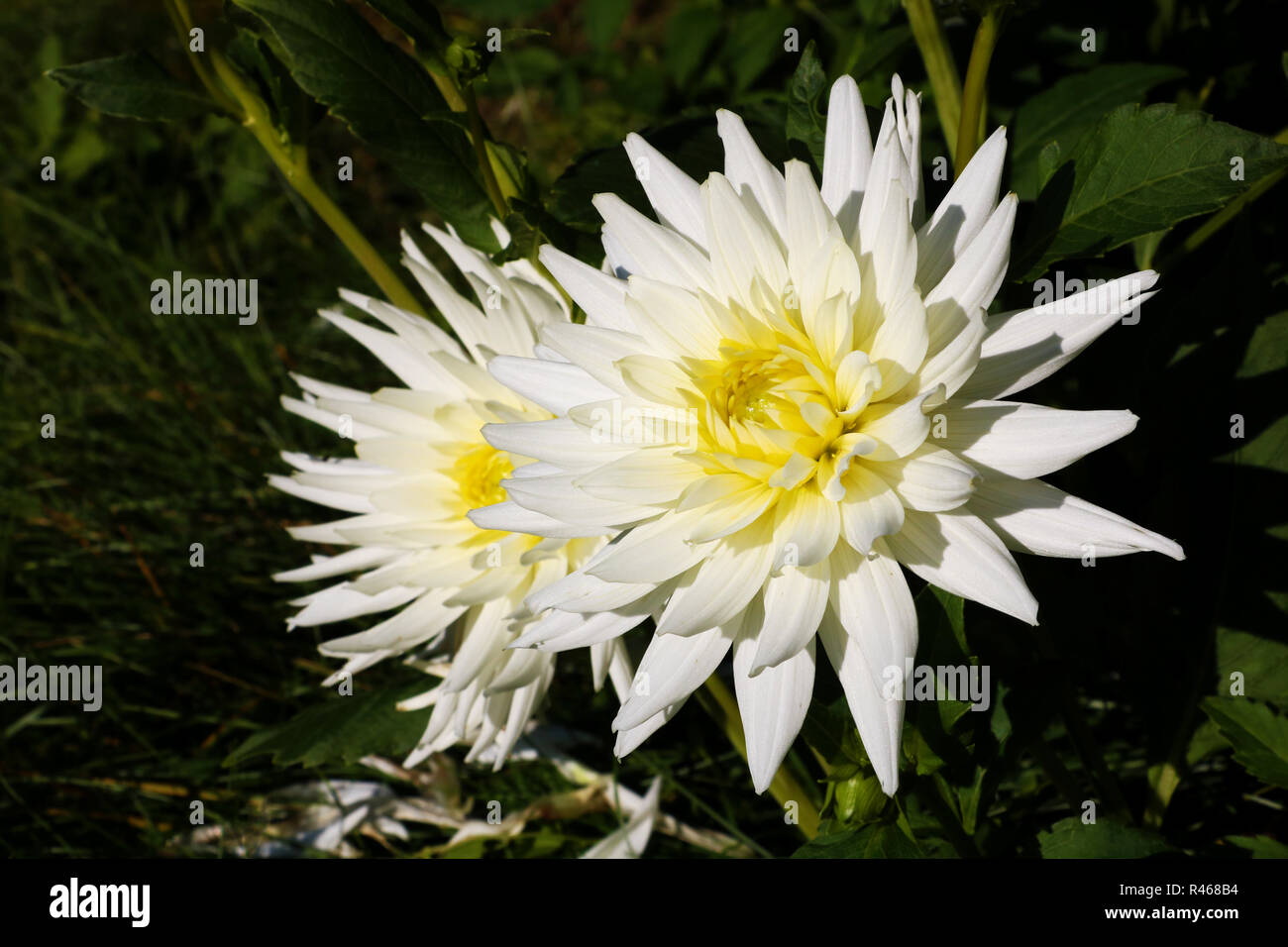 Dahlia with creamy white petals. Dahlia White star. White dahlias in the garden Stock Photo