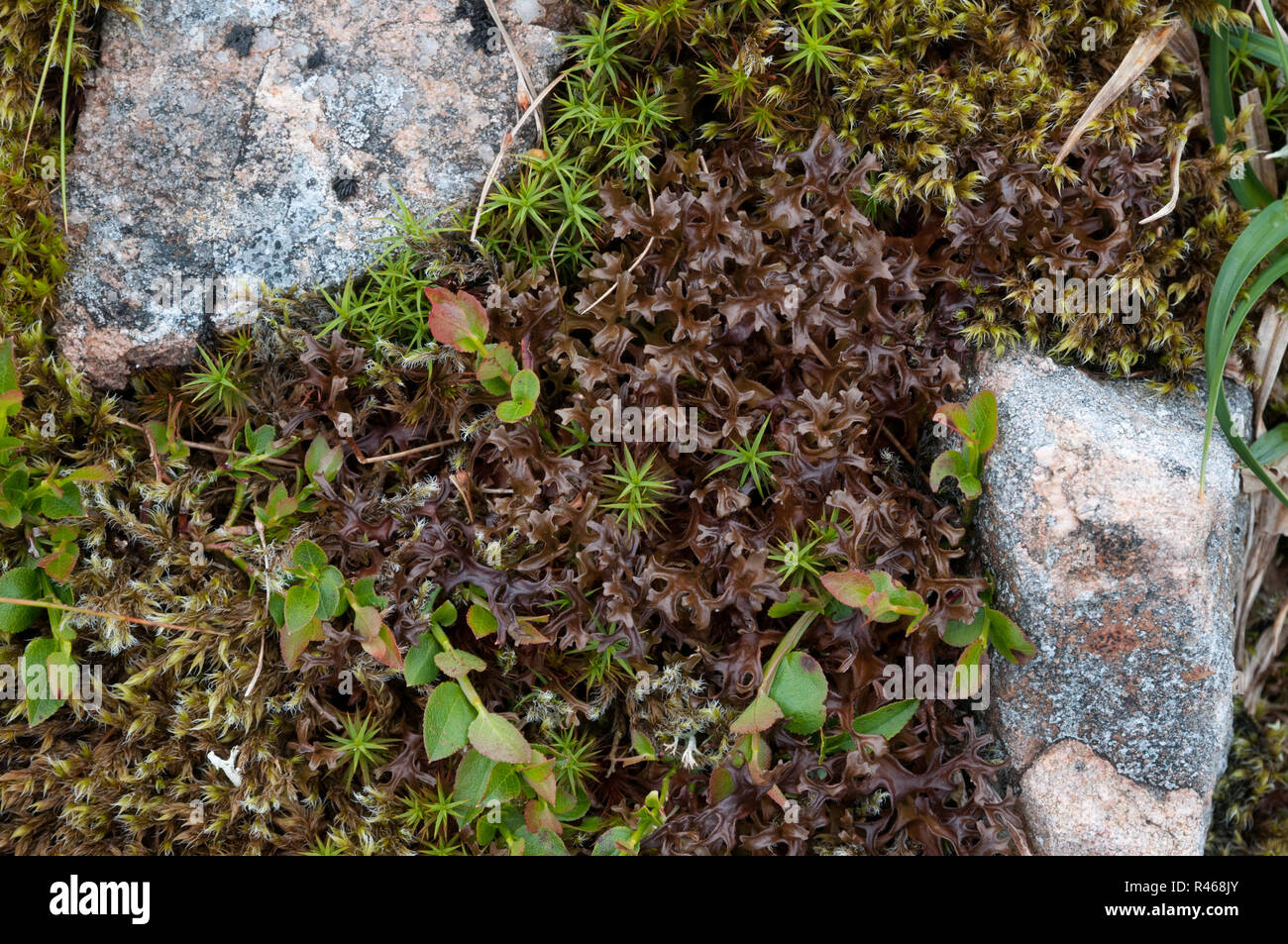 The lichen Cetraria islandica (Iceland Moss) growing in the montane heath of  the Cairngorms, Scotland Stock Photo