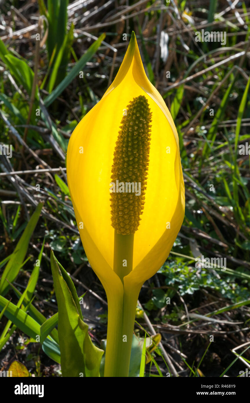 Yellow skunkcabbage (Lysichiton americanus) growing in an alder fen in