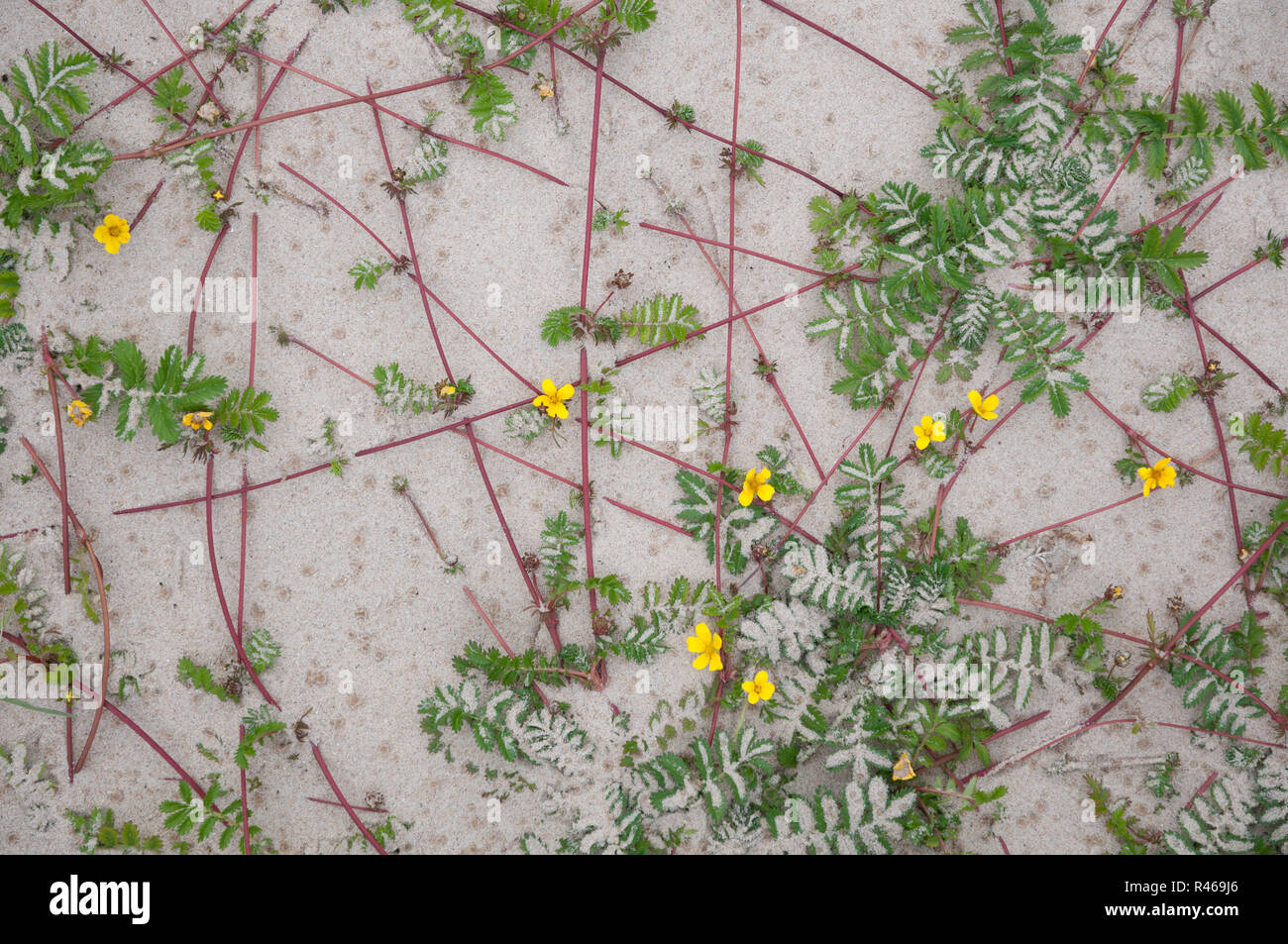 Creeping rhizomes of Silverweed (Potentilla anserina) on a Scottish beach Stock Photo