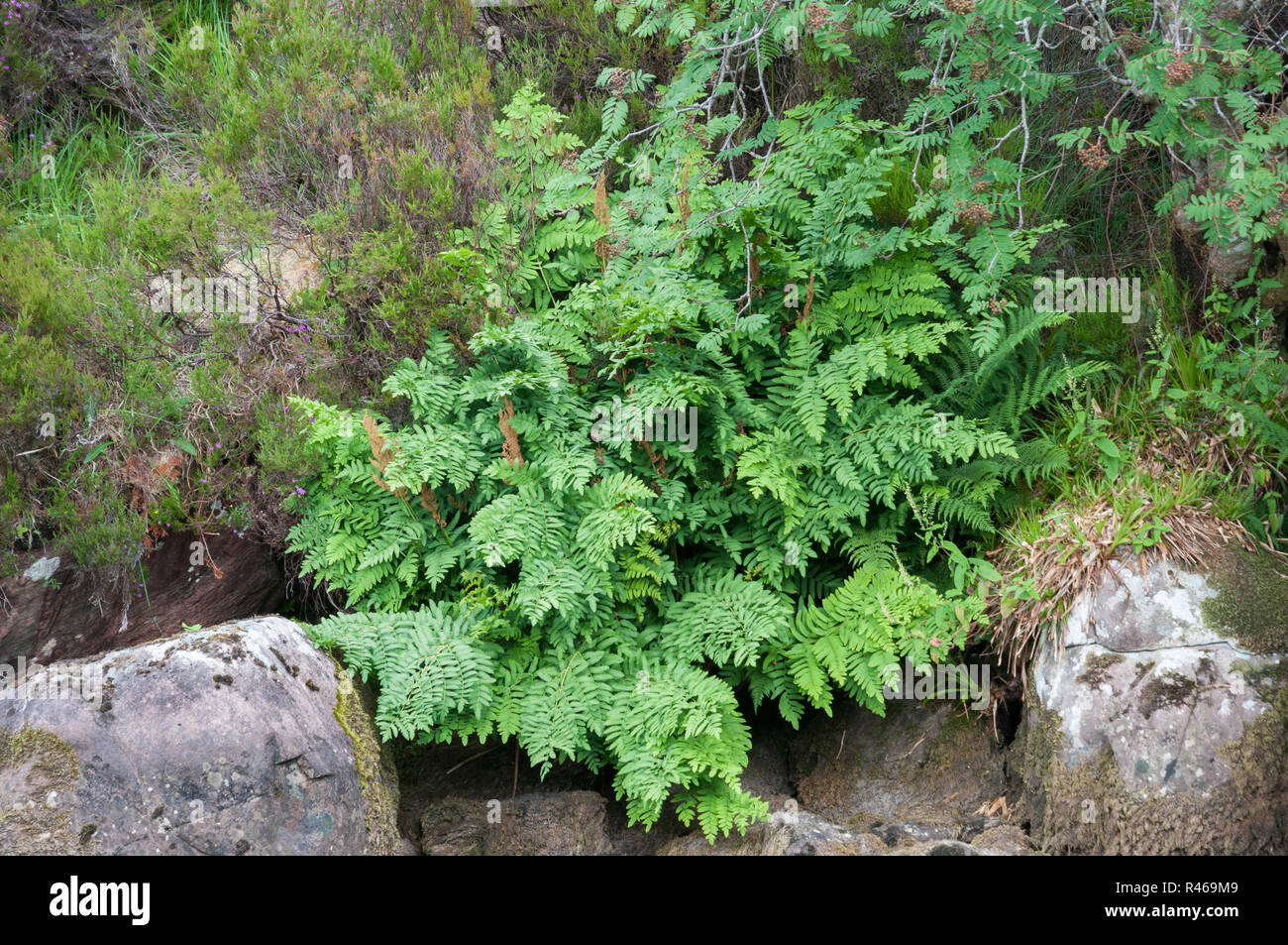 Royal Fern (Osmunda regalis) growing on a river bank in Scotland Stock Photo