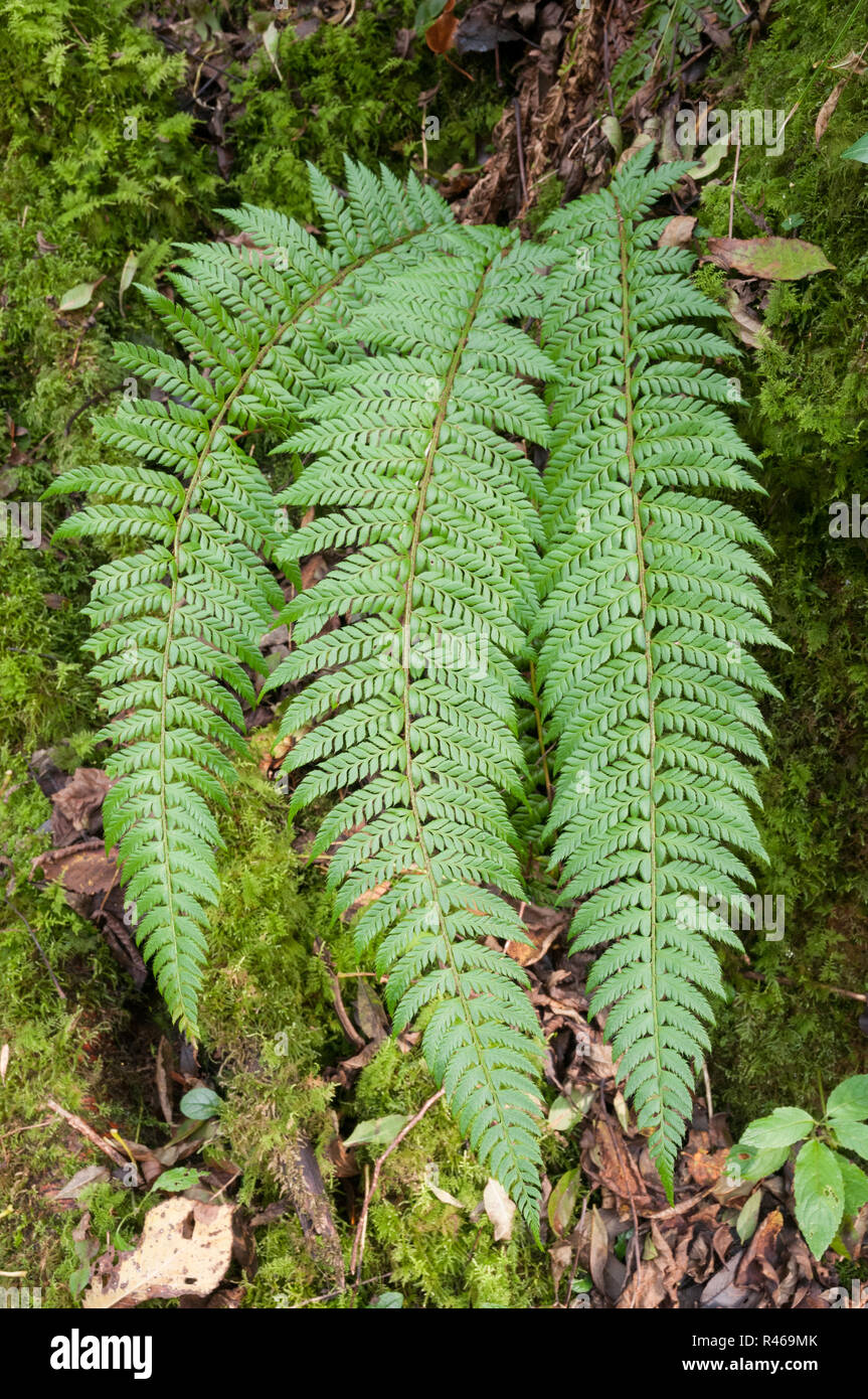 Hard Shield-fern (Polystichum aculeatum) growing in a White Peak dale, Peak District National Park, England Stock Photo