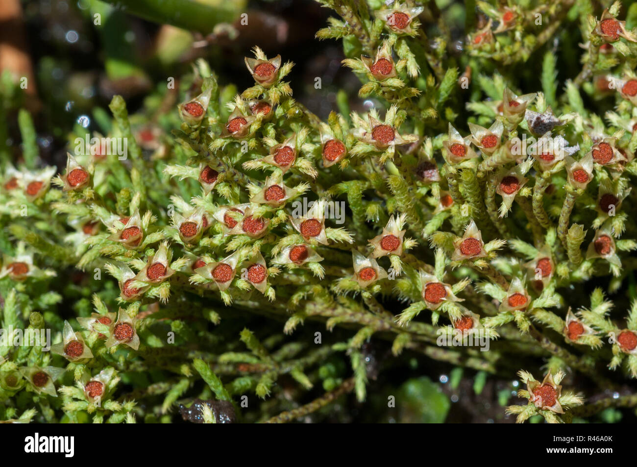 Male inflorescence of the Fountain Apple-moss (Philonotis fontana) Stock Photo