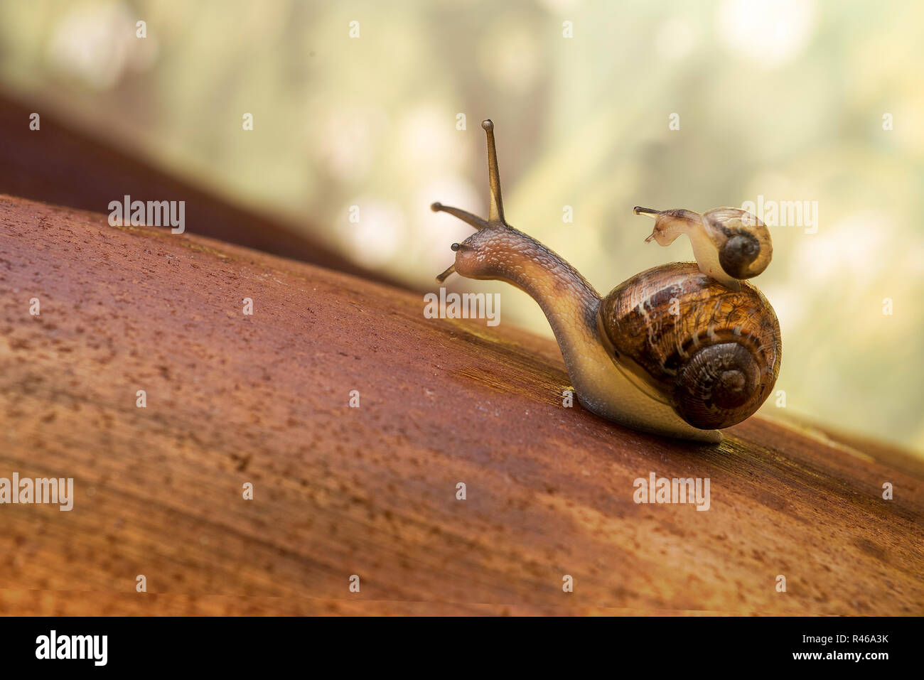 Snails Stock Photo