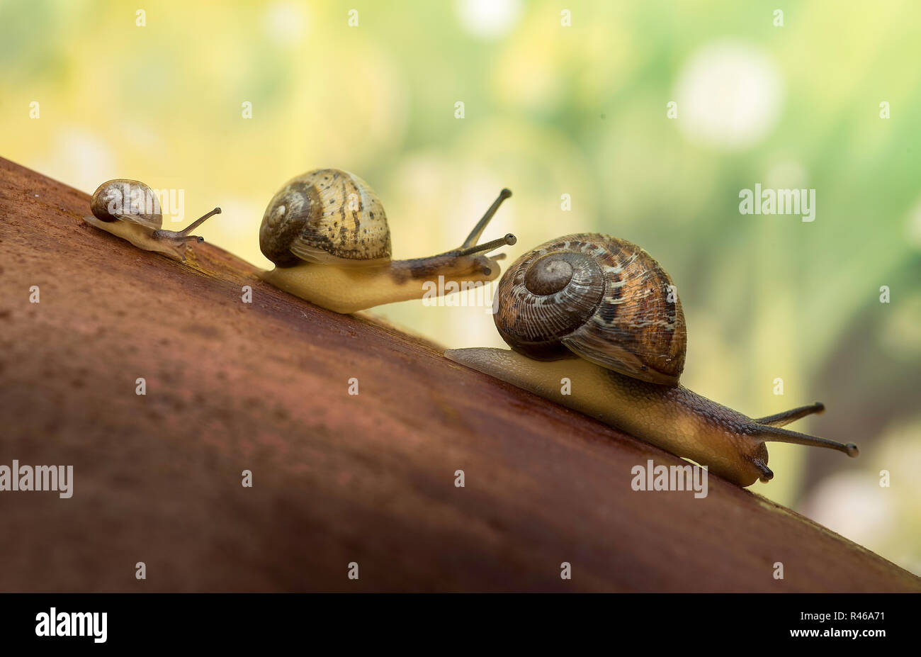 Snails Stock Photo