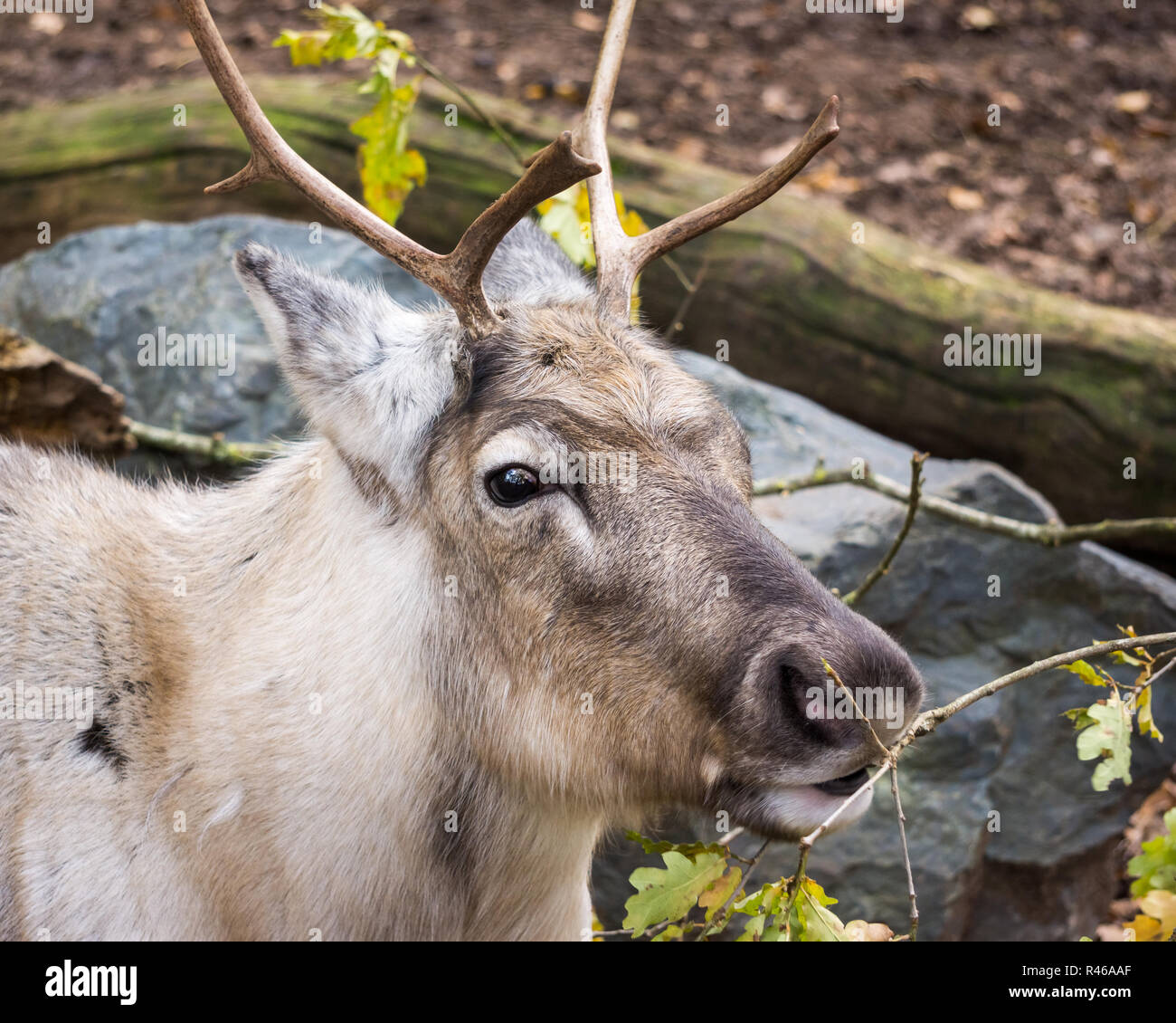 Portrait of a reindeer, rangifer tarandus, eating leaves. Stock Photo