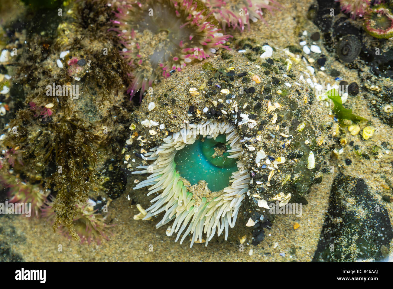 Sea anemone close-up, actiniaria, Oregon coast marine garden, Cannon Beach, USA. Stock Photo