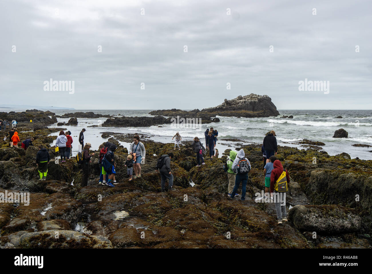 Schoolkids on a educational school trip to discover the tidepools sea life with rangers at Cobble Beach, Yaquina Head Outstanding Natural Area, Oregon Stock Photo