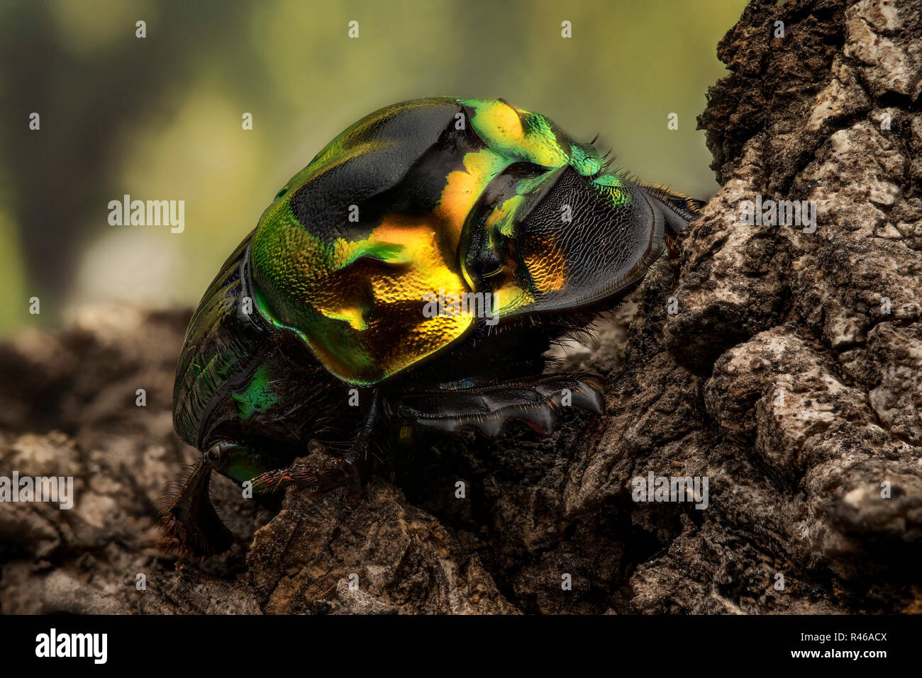 Sulcophanaeus Imperator - dung beetle Stock Photo