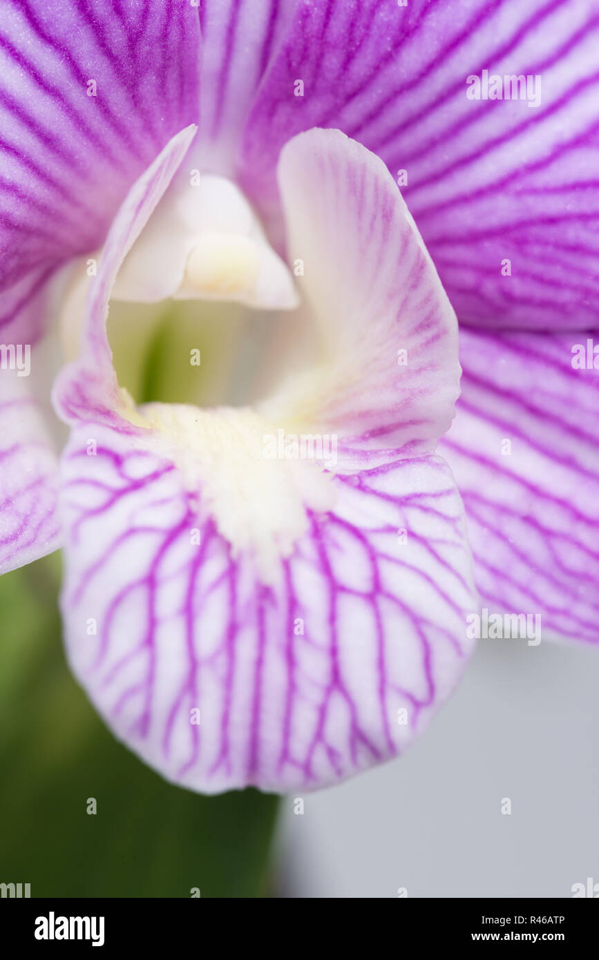 Purple striped labellum of a dendrobium orchid extreme closeup Stock