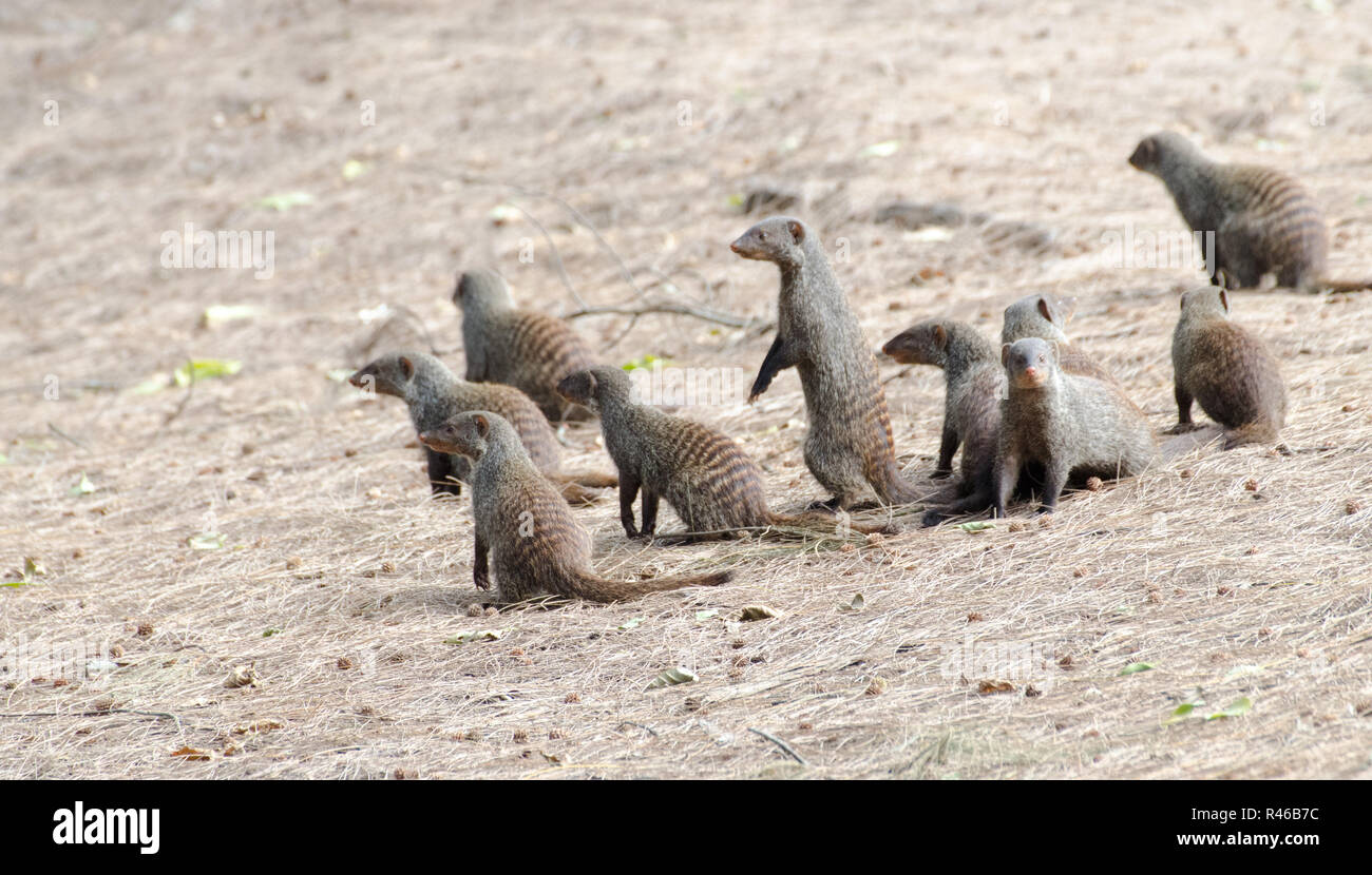 group of banded mongoose Stock Photo