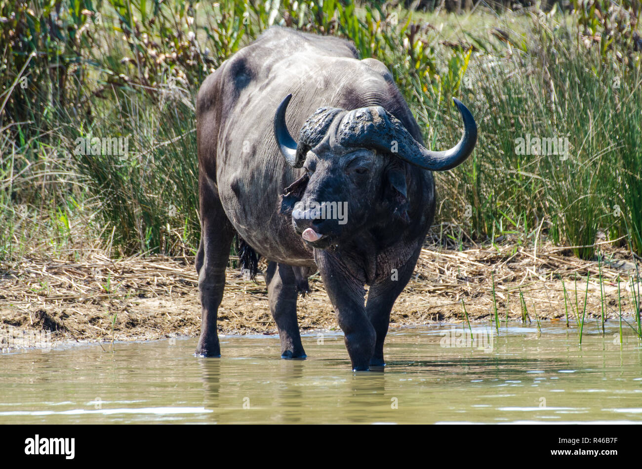 african buffalo in the water Stock Photo
