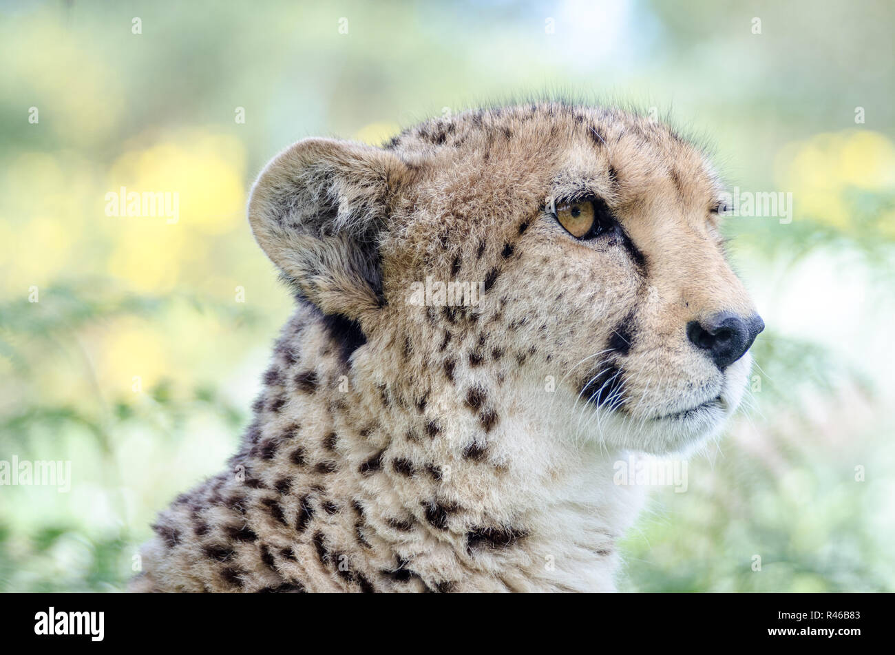 cheetah Stock Photo