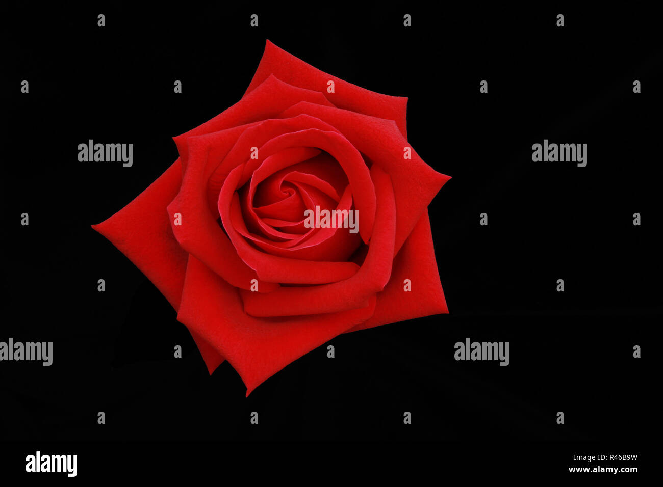 Top View Of The Red Rose Flower On Black Screen Stock Photo Alamy