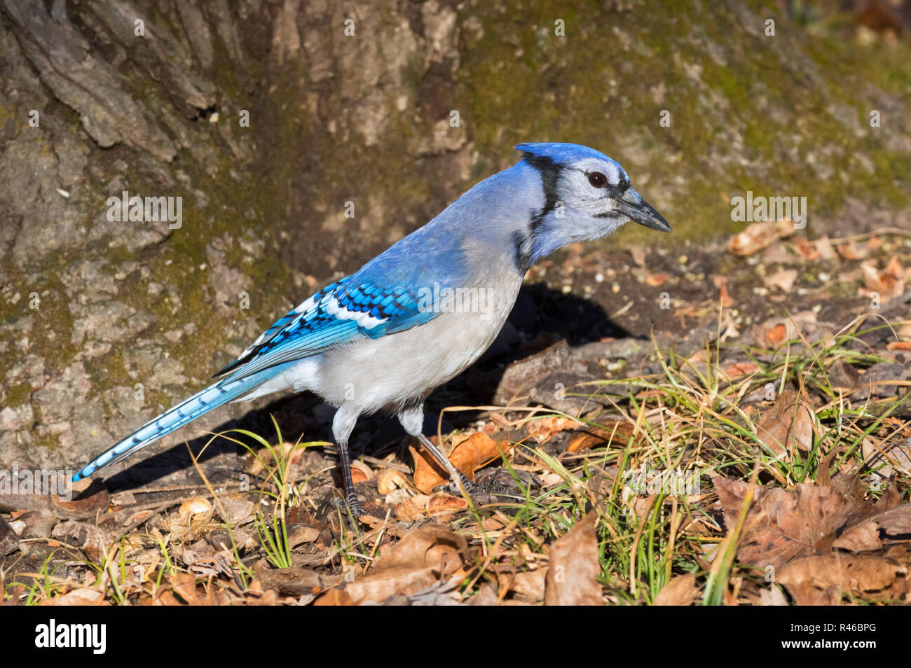 Blue Jay Feather Up Close High Resolution Stock Photography And Images Alamy Blue Jay Feather Up Close High Resolution Stock Photography And Images Alamy