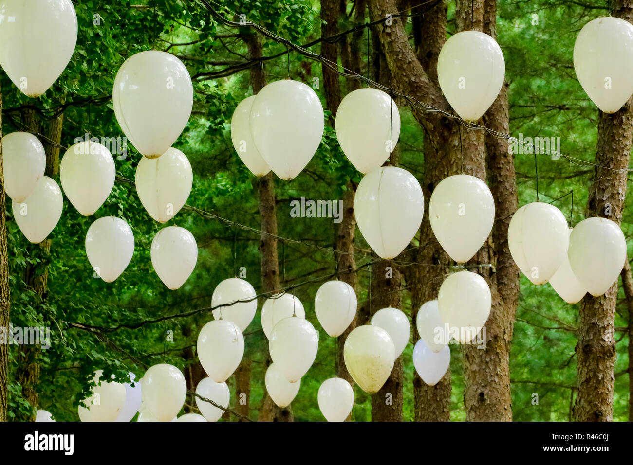 balloons hanging on tree in Namisum (Nami Island) , Chuncheon, South