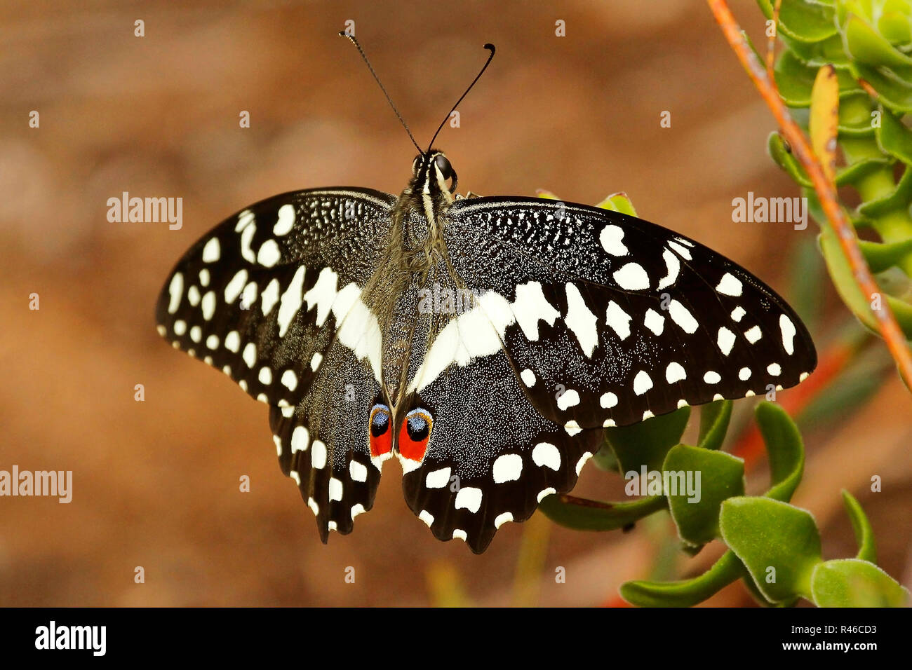 Citrus swallowtail butterfly resting on a plant in Kirstenbosch National Botanical Garden in Cape Town. Stock Photo