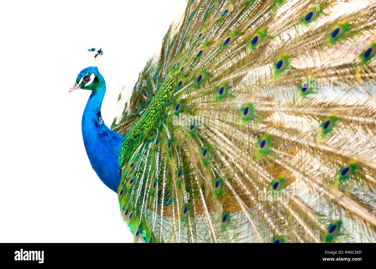 Colorful Peacock in Full Feather Stock Photo - Alamy