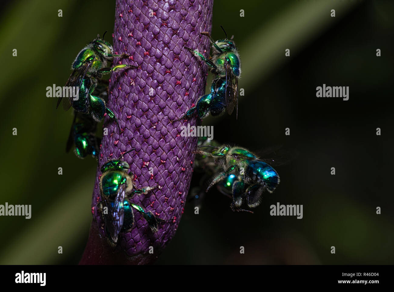 Green tropical bees macro image taken in Panama Stock Photo