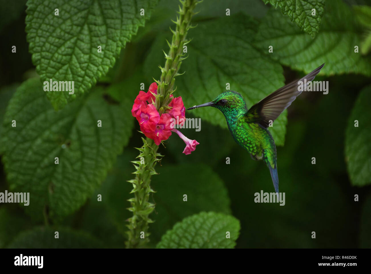 Tiny green garden emerald hummingbird in flight with small red flower Stock Photo
