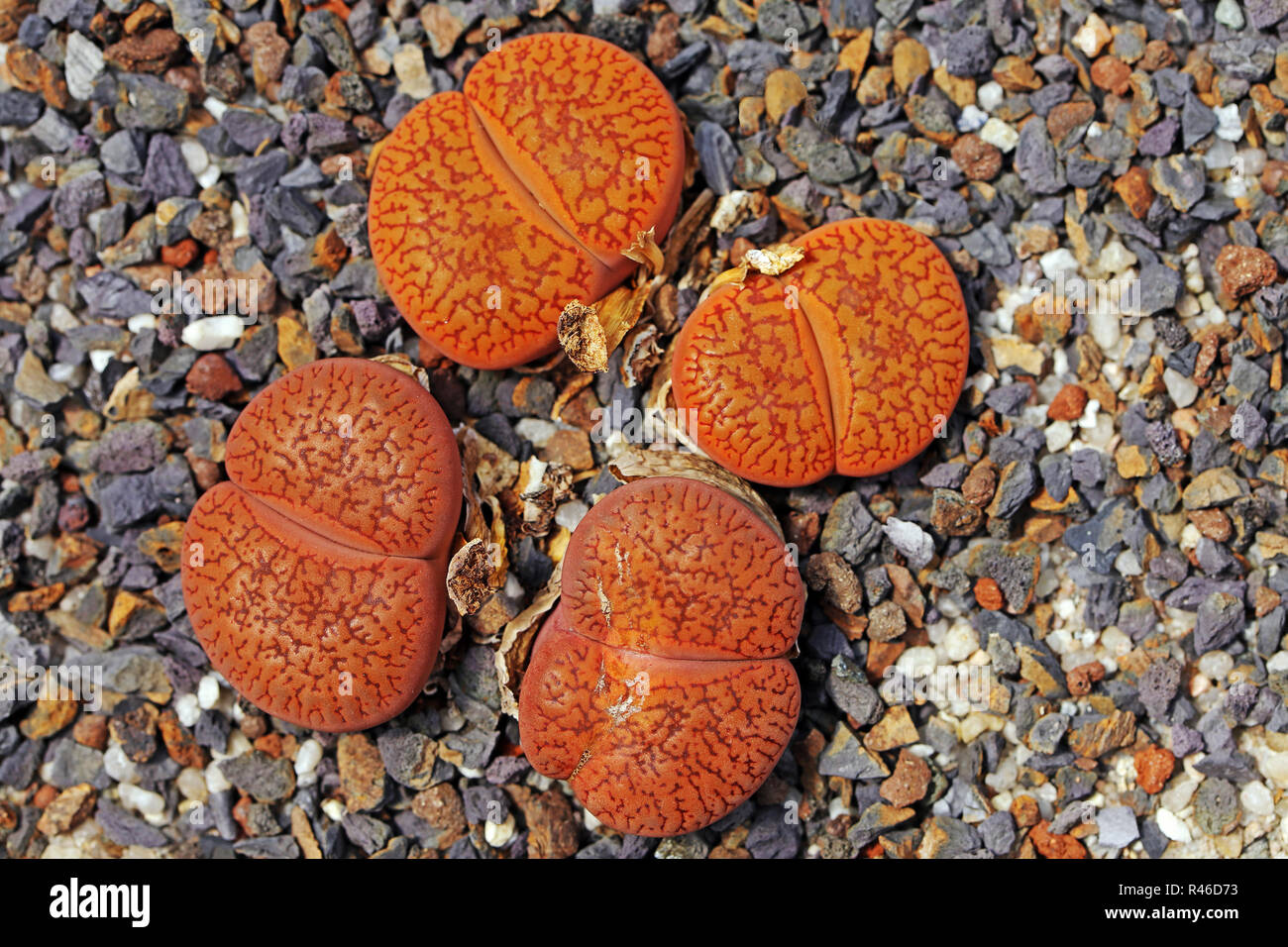 living stones lithops aucampiae var koelemannii Stock Photo