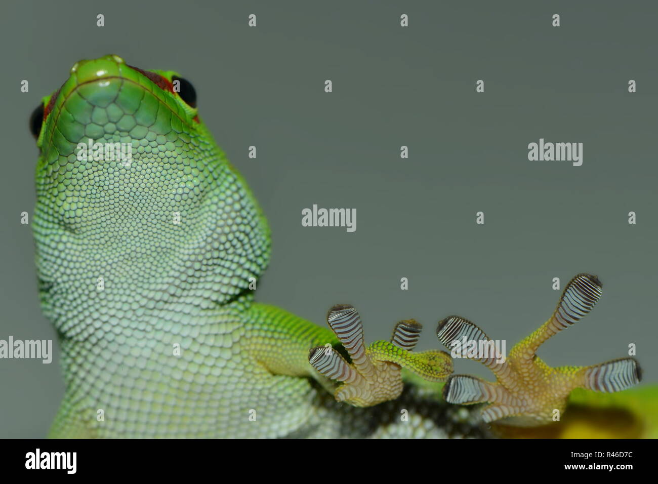 Stock Photo