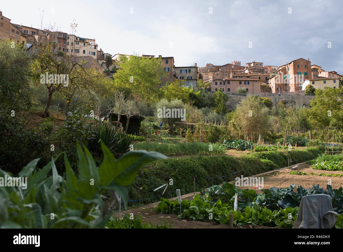 Orto de'Pecci, a lovely area of working community-run allotment gardens in the heart of Siena, Tuscany, Italy Stock Photo