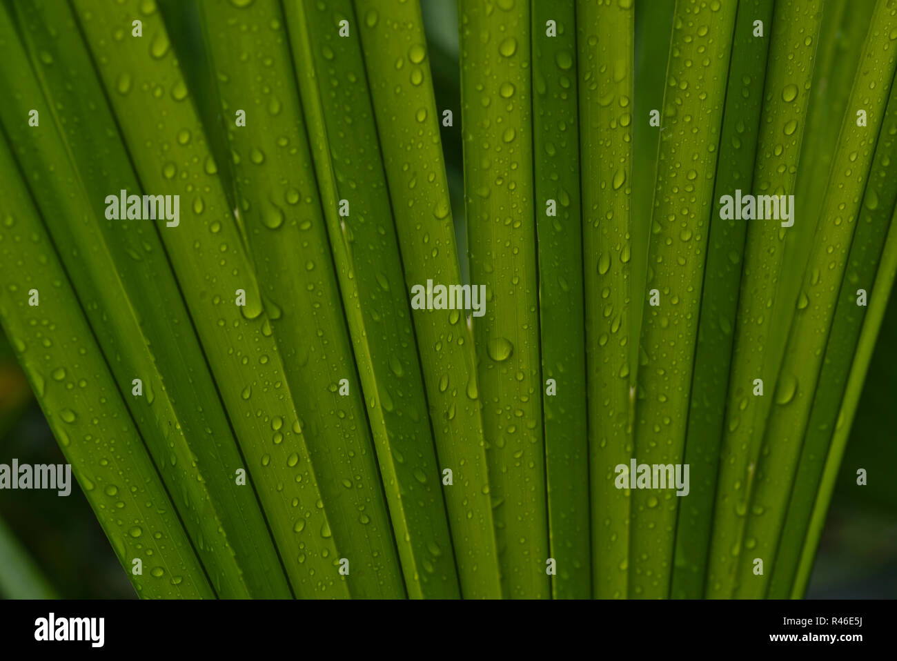 Palm leafs close up green background with rain drops Stock Photo