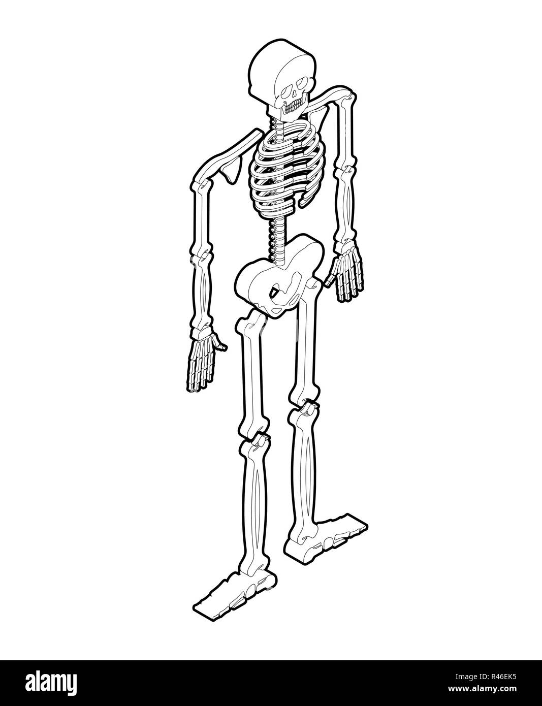 Skeleton isometric isolated. 3D Skull and Bones. Pelvic bone and ribs. Spine and vertebrae. Human bone system Stock Vector