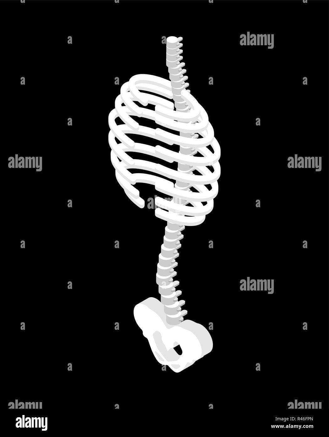 Rib cage and Spinal, Pelvic bone isometric style. Ribs anatomy body 3D ...