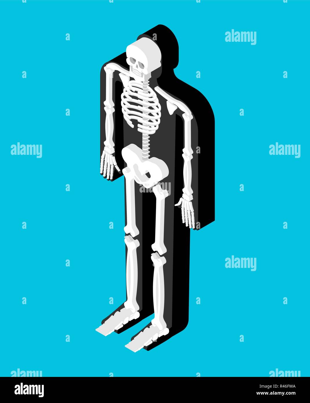 Skeleton isometric anatomy of human body. Internal organs 3D. Skull and Bones. Pelvic bone and