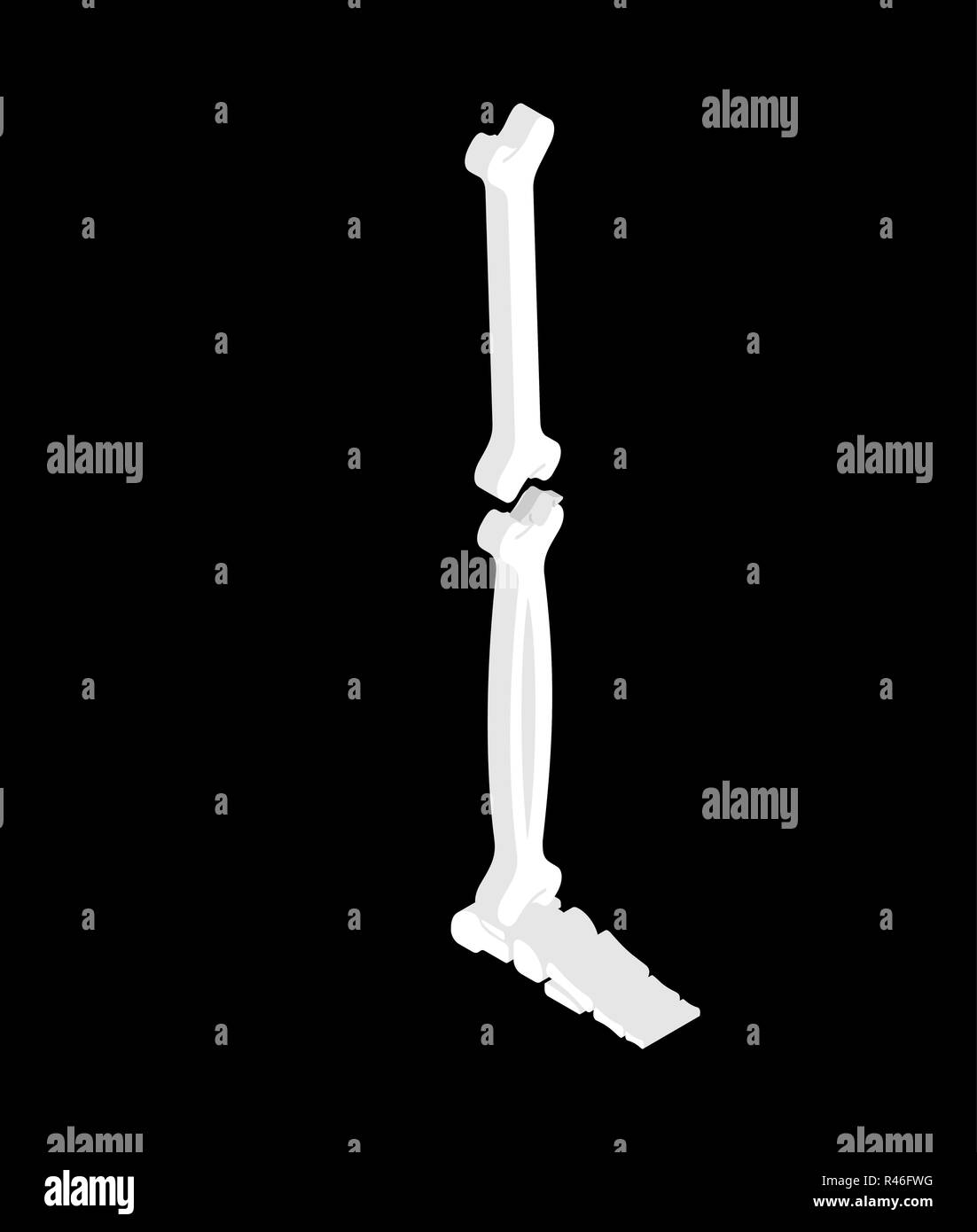 Bone Leg isometric isolated. 3D Bones anatomy. Human Skeleton system Stock Vector