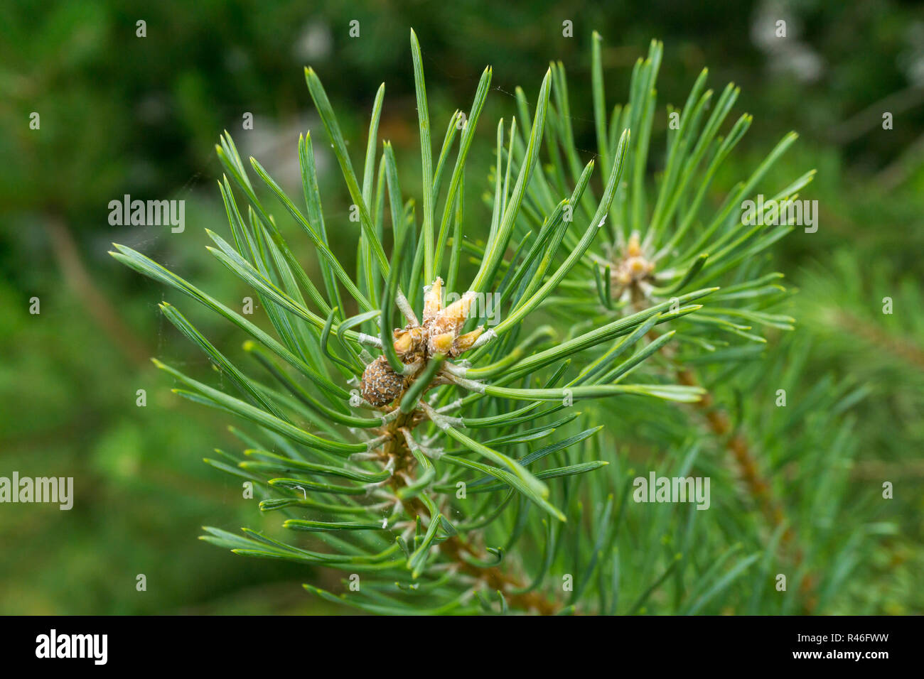 Close-up of soft and tender needles on a evergreen tree on a sunny day during summer time Stock Photo