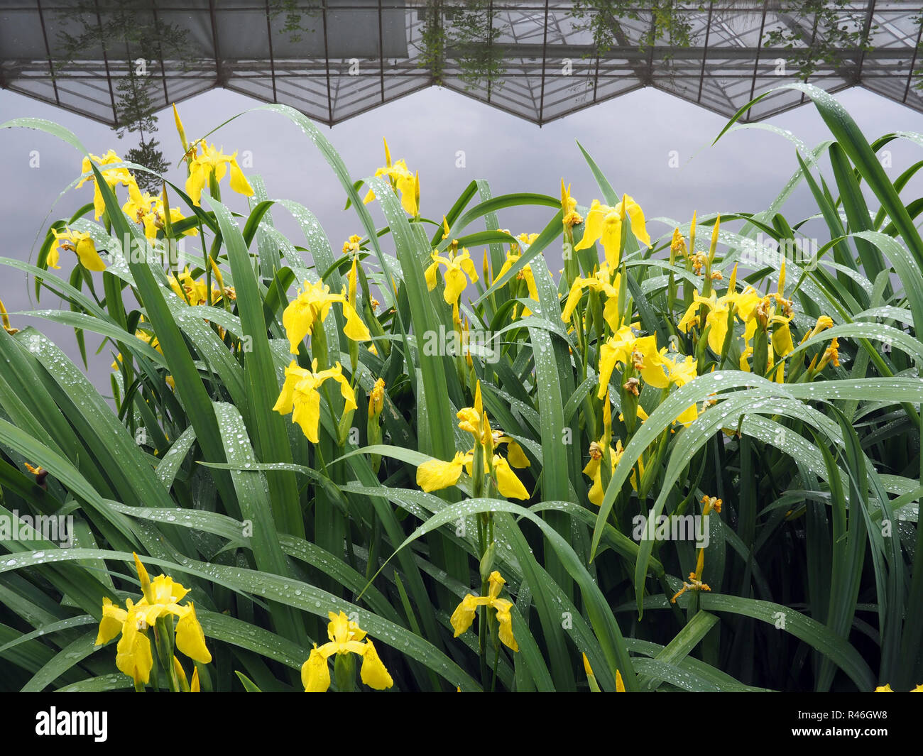 Yellow flag irises, Nieuwveen, Netherlands Stock Photo