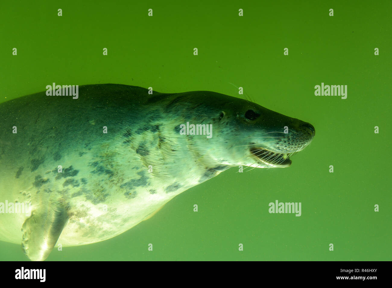 View through the underwater window of a swimming seal in green water as tourist attraction Stock Photo