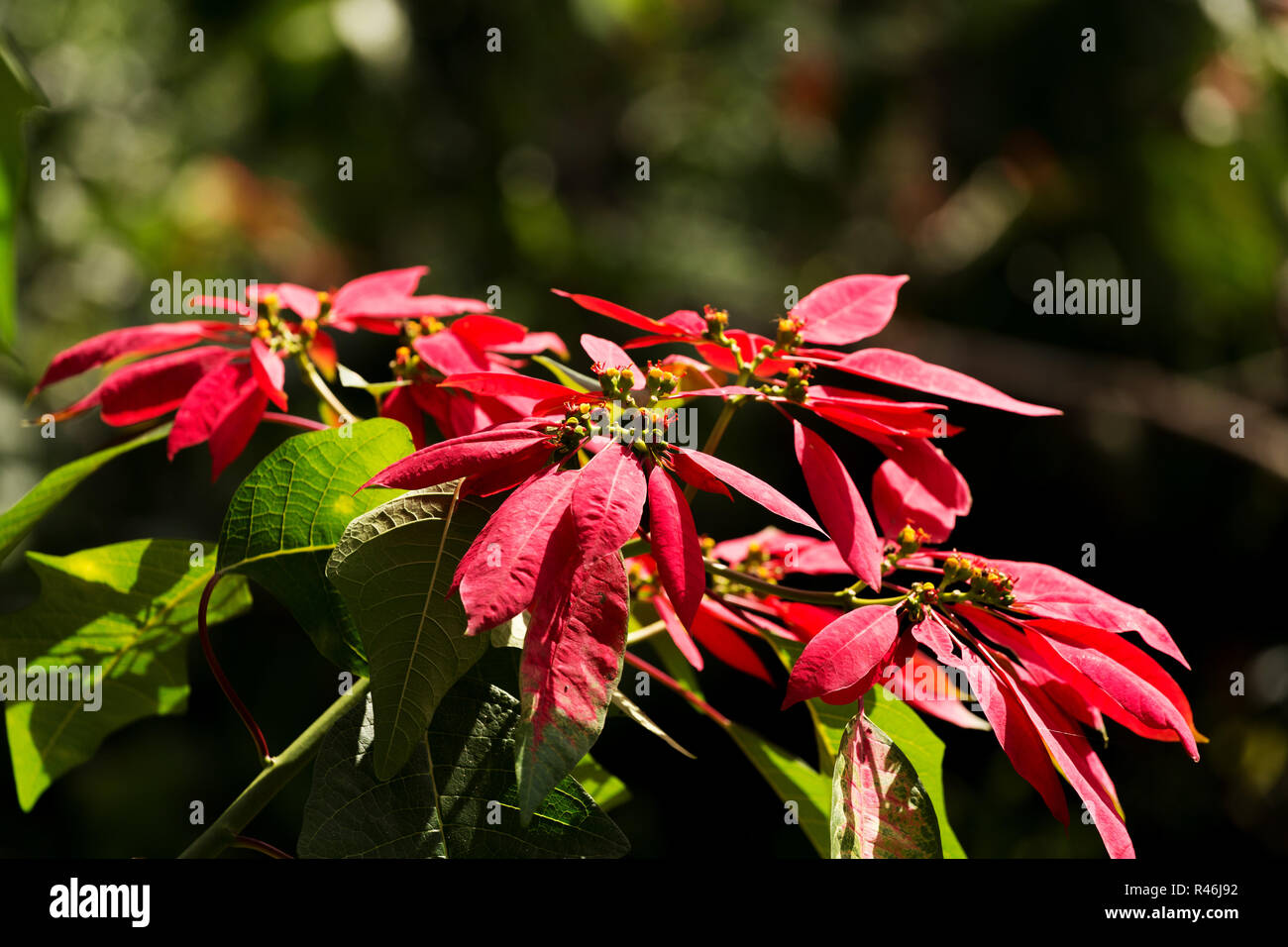 Wild winter rose with blossoms in indonesia Stock Photo